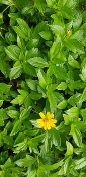 Indian Daisy or Indian summer or Rudbeckia hirta or Black-Eyed Susan photo