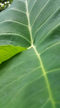Very fresh taro leaf texture background photo