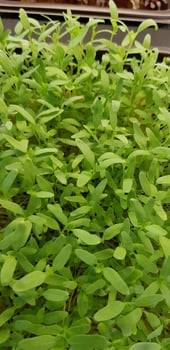 Stellaria media or Common chickweed or little mouse ear chickweed is an annual flowering plants in the carnation family Caryophllaceae.It is grown as a vegetable crop and ground cover photo