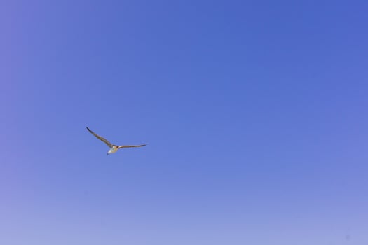 sea gull in the clear blue sky. Flying bird. Copy space photo