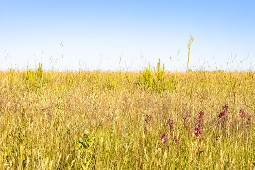 yellow green grass on field on hot sunny day photo