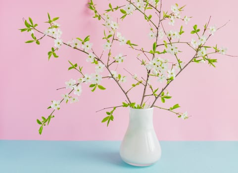 blooming cherry branches in white vase on double pastel pink and blue background. photo