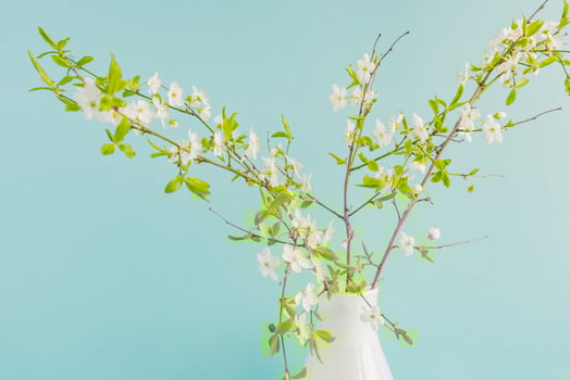 Floral background decorated blooming cherry flowers branch, bright blue backdrop for spring time season design photo