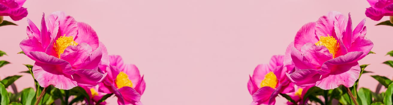 Peonies flowers bunch over pink background. Beautiful floral border design closeup. Copy space for your text. Wide banner photo