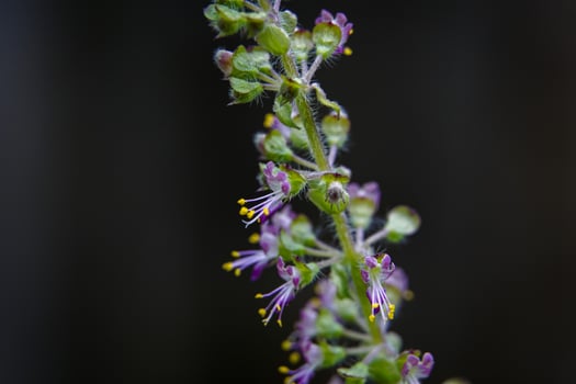 Green leaves and small flowers of Ocimum tenuiflorum or Ocimum sanctum. photo