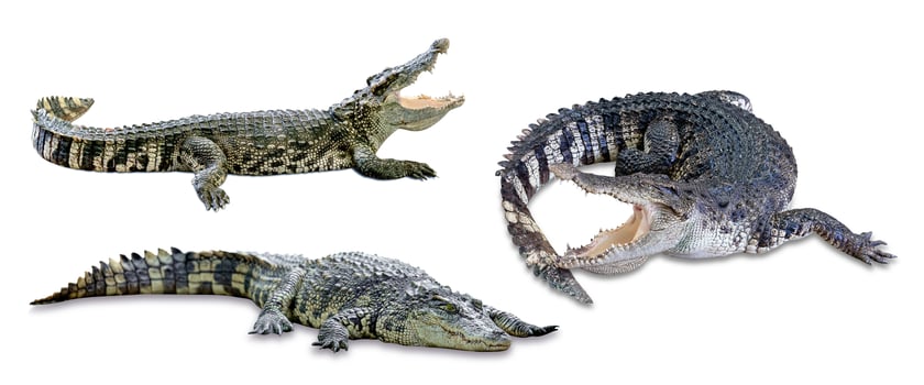 collection crocodile isolated on white background photo