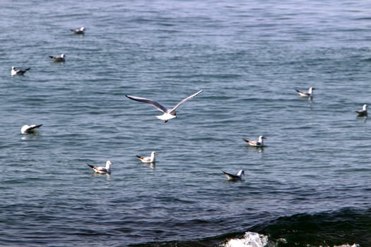 Birds in the sky over the Mediterranean Sea. photo
