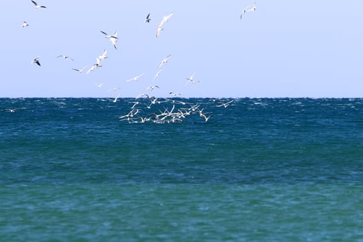 Birds in the sky over the Mediterranean Sea. photo