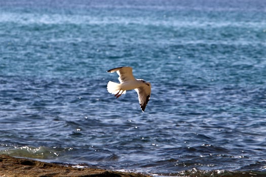 Birds in the sky over the Mediterranean Sea. photo