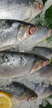 fresh milk fish or milkfish, Chanos chanos, Chanidae, Cretaceous, tautonym, awa, ava, bangus, bandeng, bolu, in the market photo