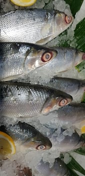 fresh milk fish or milkfish, Chanos chanos, Chanidae, Cretaceous, tautonym, awa, ava, bangus, bandeng, bolu, in the market photo