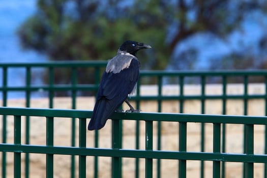 A gray crow sits in a city park in Israel. photo