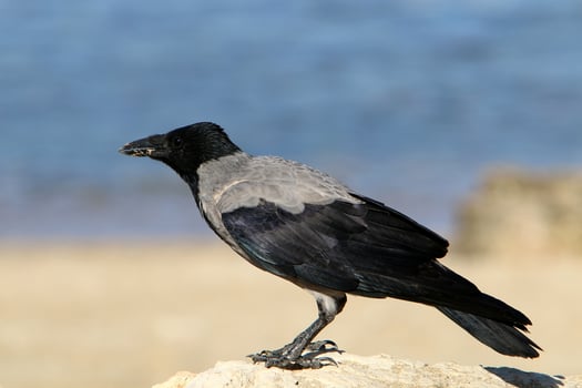 A gray crow sits in a city park in Israel. photo