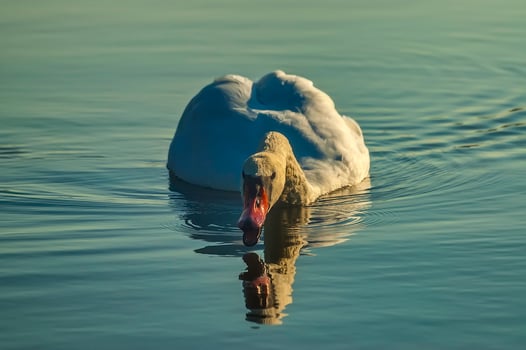 Swan floating in the water photo