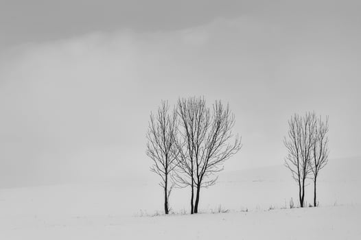 Group of trees in winter photo