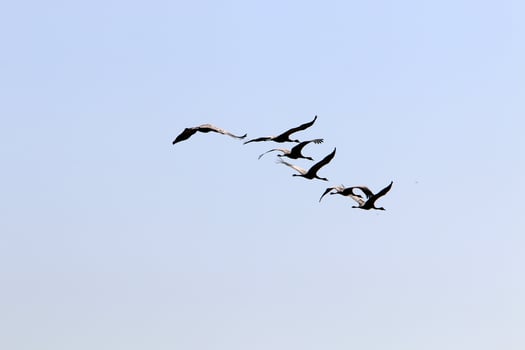 A flock of cranes in northern Israel. photo