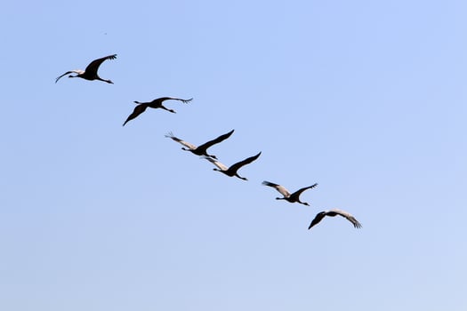 A flock of cranes in northern Israel. photo