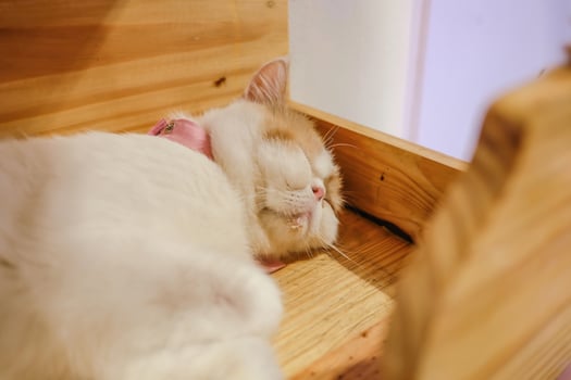 Close up Cute Cat in The Cafe photo