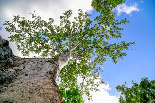 Worm's eye view of big tree. photo