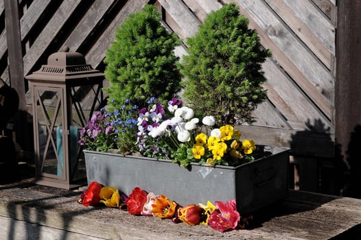 flowers in the garden photo