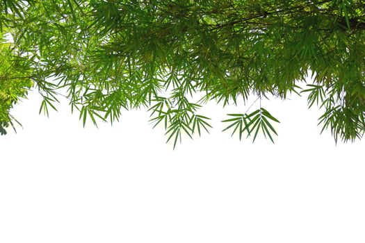 Green bamboo leaves  isolated on white background photo