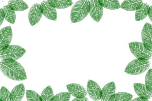 Green leaves pattern, autumn plant leaf isolated on white background photo