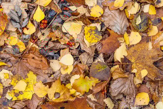 top view of wet various fallen leaves in late fall photo