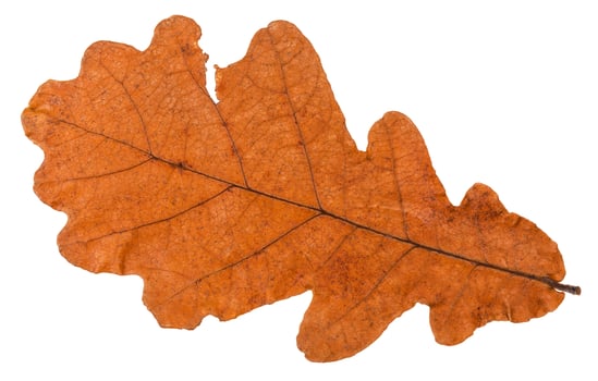 autumn dried leaf of oak tree isolated photo