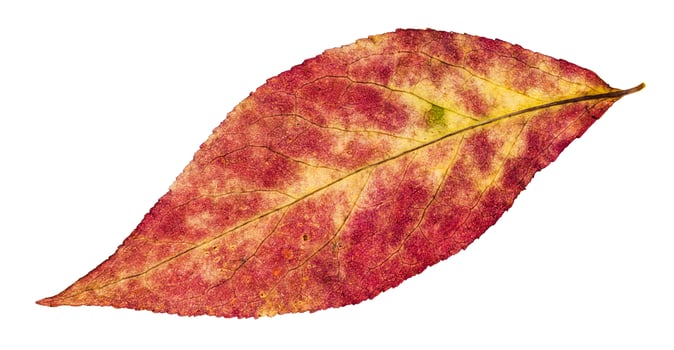 autumn pied leaf of willow tree isolated on white photo