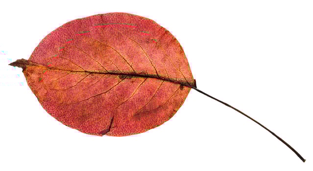 back side of red autumn leaf of pear tree photo