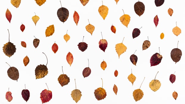 ornament from various fallen autumn leaves photo