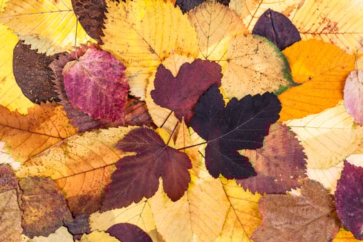 top view of natural autumn fallen leaves photo