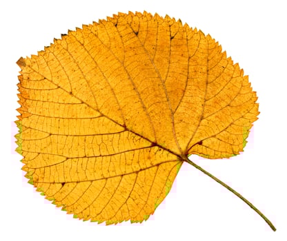 back side of dried autumn leaf of linden tree photo