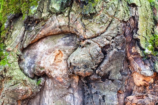 knotted bark on mature trunk of oak tree close up photo