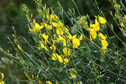 Summer flowers in a city park in northern Israel. photo