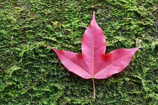 Red maple leaves on stone moss photo