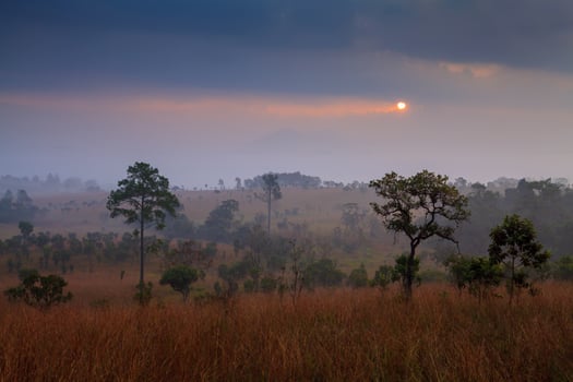 misty morning sunrise in mountain with cloud at Thung Salang Luang National Park Phetchabun,Thailand photo