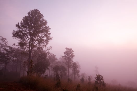 misty morning sunrise in mountain at Thung Salang Luang National Park Phetchabun,Thailand photo