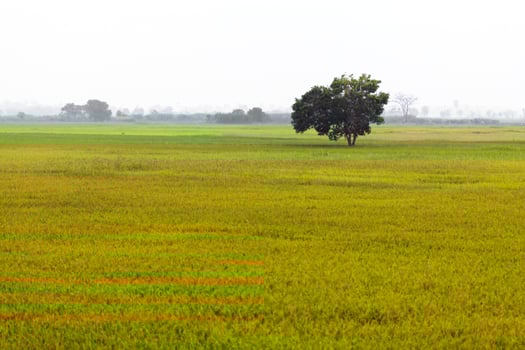 green rice field and tree with nature background photo