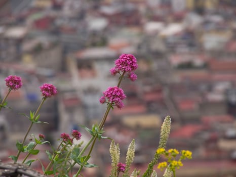 the city of naples photo
