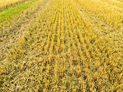 Close up view at the surface of golden straw photo