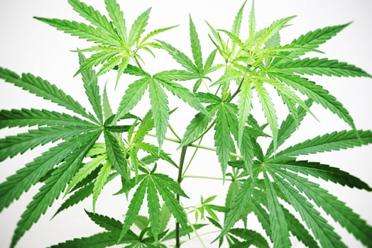 Hemp leaves marijuana seed tree grows for THC CBD herbs food and medical, Cannabis plant tree planting in pot, Cannabis leaf in the garden farm photo