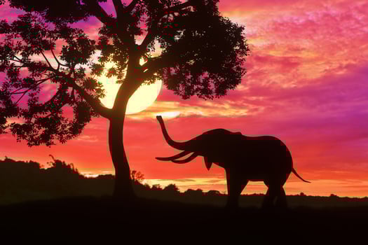 Silhouette elephant standing nearly big tree with beautiful sunset twilight sky background photo