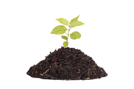 Growing young plant on white background photo