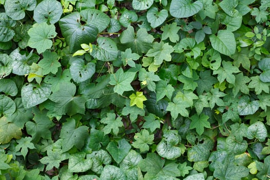 green leaf texture background photo