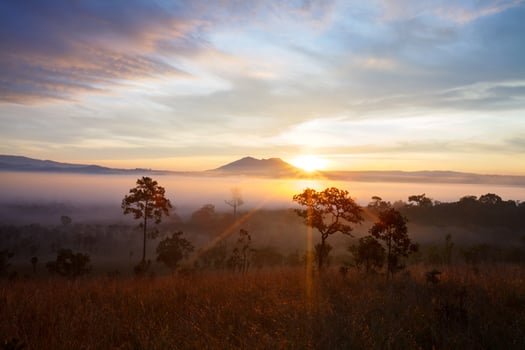 Misty morning sunrise at Thung Salang Luang National Park Phetchabun,Thailand photo