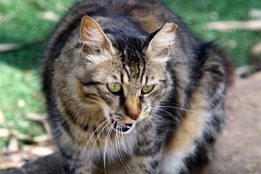 The domestic cat is a mammal of the cat family of the carnivora order. photo