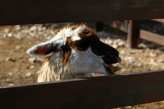Alpacas on a farm in the Negev desert. photo
