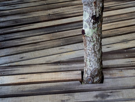 Close up detail wooden bridge at The forest mangrove, Background texture photo