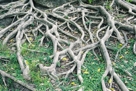 closeup big tree root photo